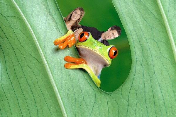 Frog Hiding